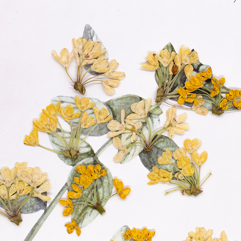 24 Piezas de Flores Naturales  - Dried Flower Bookmark reseña y precio
